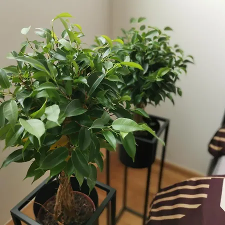 Glamour & アパート プラハ